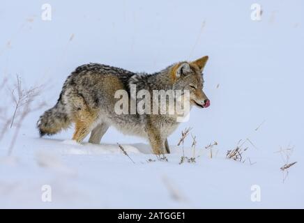 Una Coyote (Canis latrans) caccia nella neve. Parco Nazionale Di Yellowstone, Wyoming, Stati Uniti. Foto Stock