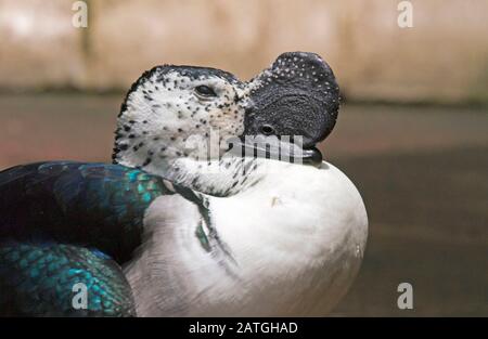 Primo piano di un pettine maschio Duck (Sarkidiornis melanotos) che mostra la manopola o il pettine sulla sua lettera di vettura. Foto Stock