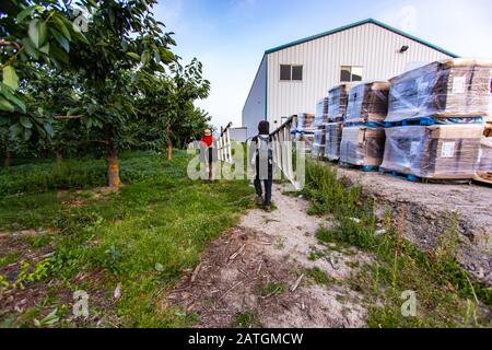 Lavoratori migranti stagionali con scalette in alluminio a tre piedi per il frutteto di ciliegie. Il gruppo di lavoratori agricoli porta scale per la raccolta della frutta Foto Stock