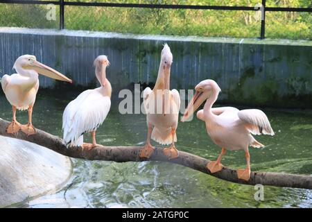 Tre grandi pellicani bianchi o orientali sul ramo dell'albero disteso, il pellicano rosato o il pellicano bianco è un uccello nella famiglia pelicana Foto Stock