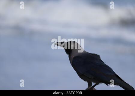 Corvus corvus corrion corvo uccello nero appollaiato su ramo e guardando la macchina fotografica con sfocatura sfondo spiaggia ,2020 Foto Stock