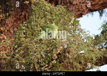 Un pappagallo verde sospeso per il cibo su erba. Foto Stock