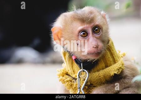 Una scimmia bambino tradizionalmente tenuto incatenato come animali domestici per buona fortuna secondo la cultura e La Tradizione vietnamita Foto Stock