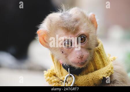 Una scimmia bambino tradizionalmente tenuto incatenato come animali domestici per buona fortuna secondo la cultura e La Tradizione vietnamita Foto Stock