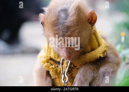 Una scimmia bambino tradizionalmente tenuto incatenato come animali domestici per buona fortuna secondo la cultura e La Tradizione vietnamita Foto Stock