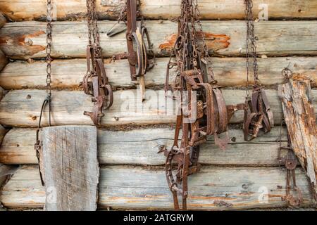 Trappole arrugginite appese sul muro di legno. Attrezzature da caccia. Diverse trappole utilizzate per tenere campi di allevamento sicuri da animali selvatici Foto Stock