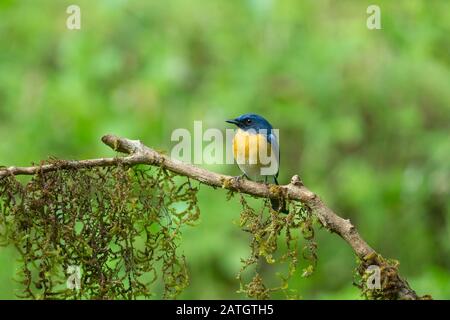 Flycatcher blu di Tickell, Cyornis tickelliae, Karnataka, India Foto Stock