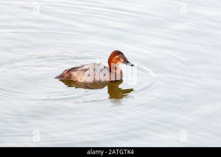 Pochard Femmina Comune, Aythya Ferina, Jamnagar, India Foto Stock