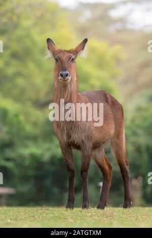 Waterbuck è una grande antilope che si trova ampiamente nell'Africa sub-sahariana, Kobus ellissiprymnus, femmina, Africa Foto Stock