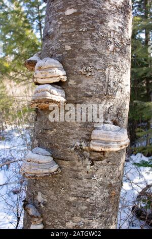 Un gruppo di funghi Tinder Conk, Fomentarius di Fomes, che crescono su un albero rosso di betulla, in montagna lungo il torrente Threemile, a ovest di Troia, Montana. Foto Stock