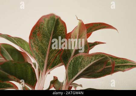 Red Aglaonema lascia su uno sfondo bianco, facile da coltivare impianto domestico per arredamento per tema Springtime Foto Stock
