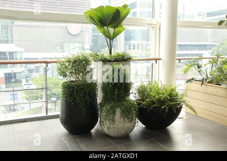 Piante interne che decorano il luogo di lavoro per promuovere uno spazio di lavoro calmo, neutrale di genere e sano Foto Stock