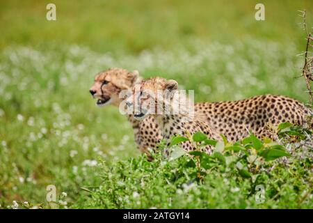 Due giovani ghepardi alla caccia, Acinonyx jubatus, nel Parco Nazionale del Serengeti, sito patrimonio mondiale dell'UNESCO, Tanzania, Africa Foto Stock