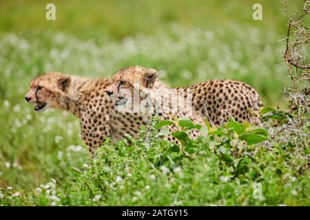 Due giovani ghepardi alla caccia, Acinonyx jubatus, nel Parco Nazionale del Serengeti, sito patrimonio mondiale dell'UNESCO, Tanzania, Africa Foto Stock