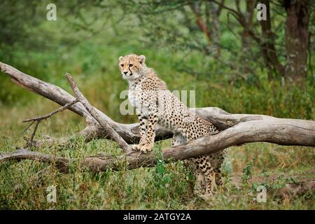 Giovane ghepardo, Acinonyx jubatus, nel Parco Nazionale del Serengeti, sito patrimonio mondiale dell'UNESCO, Tanzania, Africa Foto Stock