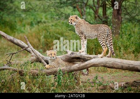 Due giovani ghepardi, Acinonyx jubatus, nel Parco Nazionale del Serengeti, patrimonio mondiale dell'UNESCO, Tanzania, Africa Foto Stock