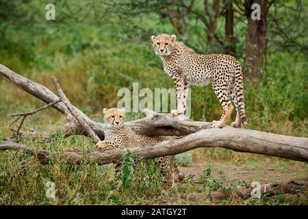 Due giovani ghepardi, Acinonyx jubatus, nel Parco Nazionale del Serengeti, patrimonio mondiale dell'UNESCO, Tanzania, Africa Foto Stock