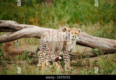 Due giovani ghepardi, Acinonyx jubatus, nel Parco Nazionale del Serengeti, patrimonio mondiale dell'UNESCO, Tanzania, Africa Foto Stock