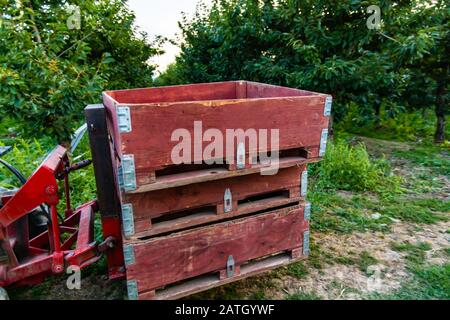 Trasporto di frutti di ciliegia crudi dal frutteto alla fabbrica di elaborazione. Un veicolo agricolo speciale con benne grandi Foto Stock