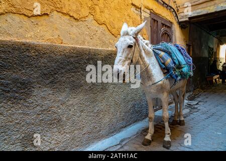 Un mulo in piedi in un vicolo stretto nella vecchia Medina di Fes, Marocco Foto Stock