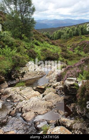 Vista panoramica sulla valle dal sentiero escursionistico 'Edrammucky Trail' nella Riserva Naturale Nazionale di ben Lawers, nel Perthshire in Scozia. Foto Stock