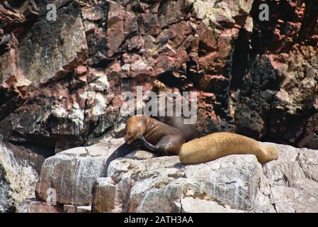 Leoni sigillo seduto su una scogliera rocciosa sulle Isole Balneare di Paracas Foto Stock
