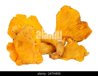 Gruppo di funghi porcini freschi commestibili selvatici isolati su uno sfondo bianco Foto Stock