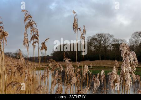 Il parco Kelchterhoef è un meraviglioso parco a piedi adatto alle famiglie situato a Wijers, Limburg, Belgio, uno splendido parco adatto alle famiglie Foto Stock