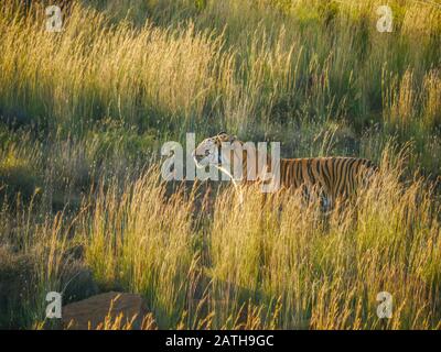 Una tigre bengala adulta (Panthera tigris) sta odorando il profumo della sua preda, mentre camuffata da erba lunga e luce dorata. Foto Stock