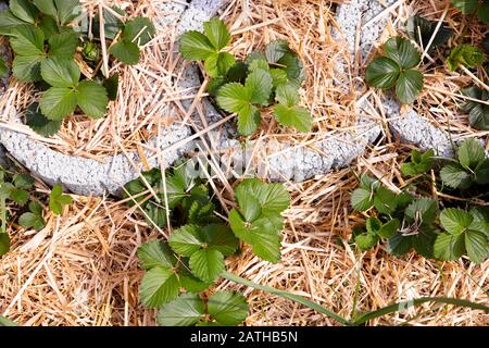 Piantine di fragole con paglia sulla terra alla luce del sole Foto Stock
