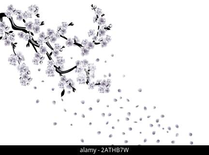Sakura disegno bianco e nero. Rami di ciliegio con fiori e petali. Illustrazione del vettore Illustrazione Vettoriale