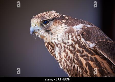 Lanner Falcon Closeup (Falco Biarmicus) Foto Stock