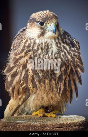 Lanner Falcon Closeup (Falco Biarmicus) Foto Stock