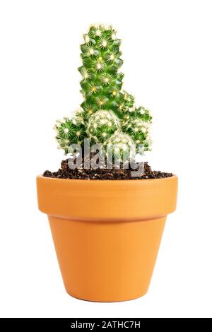 Cactus in miniatura in vaso Mammillaria elongata o cactus in pizzo oro isolato su sfondo bianco, pianta di casa Foto Stock