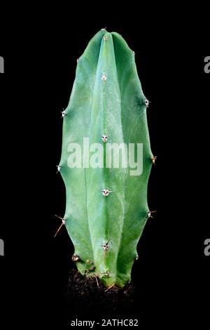 Cactus Myrtillocactus geometrizans o bacca cactus di fronte a sfondo nero, pianta del deserto Foto Stock