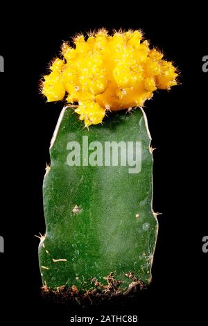 Cactus Gymnocalycium mihanovichii o cactus luna di fronte a sfondo nero, fiore giallo Foto Stock