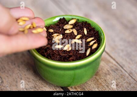 la mano maschio sta seminando il seme dell'orzo in una pentola verde, concetto di microgreens freschi sani Foto Stock
