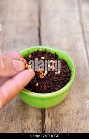 closeup di giovani pianta ravanello o germogli in una pentola verde su un tavolo di legno, concetto fresco e sano microgreens Foto Stock