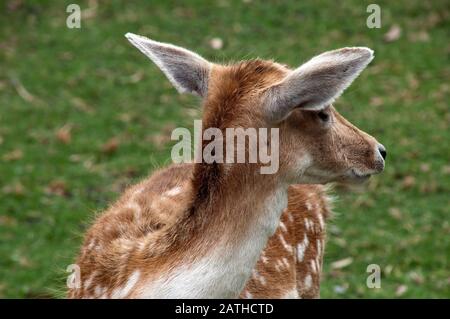 Mogo Australia, primo piano di testa e orecchie di un daino da fienare Foto Stock
