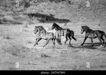 Tre Kaimanawa selvaggi cavalli in corsa con battenti mane sulla prateria verde Foto Stock