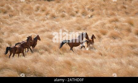 Cavalli selvatici Kaimanawa che corrono con manie volanti sulla prateria dorata di tussock Foto Stock