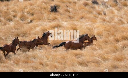 Kaimanawa cavalli selvatici che corrono con mane volanti sulla prateria rossa di tussock Foto Stock