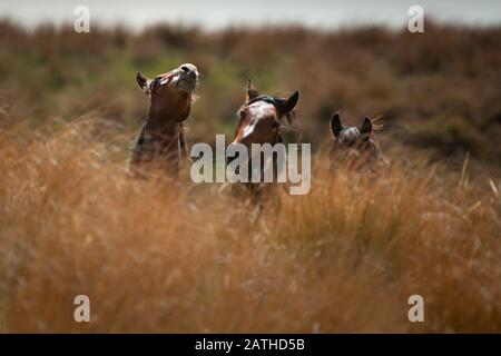 Kaimanawa cavalli selvaggi tra alte praterie rosse di tussock Foto Stock