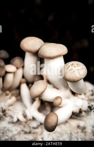 Funghi di ostriche di re freschi che crescono su mycelium, coltivazione e agricoltura, copyspace Foto Stock