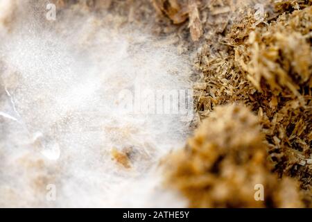 Macro, micelio e spore fungine su terreno di crescita, fase iniziale di fungicoltura, copyspace Foto Stock