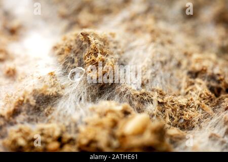 Terreno di crescita a fungo con micelio e spore fungine, fondo macro bianco e marrone Foto Stock