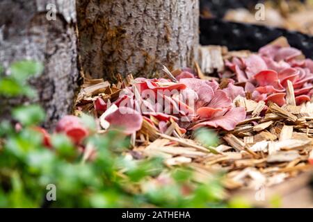 Crescita di funghi di ostriche rosa nel proprio letto rialzato, fungicoltura e coltivazione domestica Foto Stock