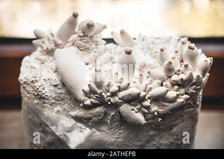 Un sacco di funghi di ostriche re che crescono su un blocco di substrato con miceli, la coltivazione domestica Foto Stock
