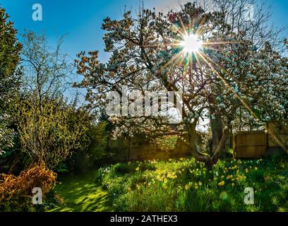 Tramonto in un giardino inglese di primavera. Foto Stock