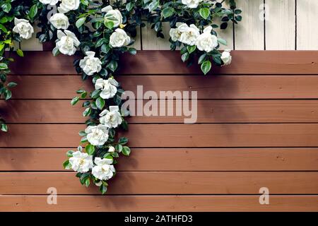 Doghe di legno da un capannone giardino con rose bianche selvatiche, sfondo romantico con copyspace Foto Stock